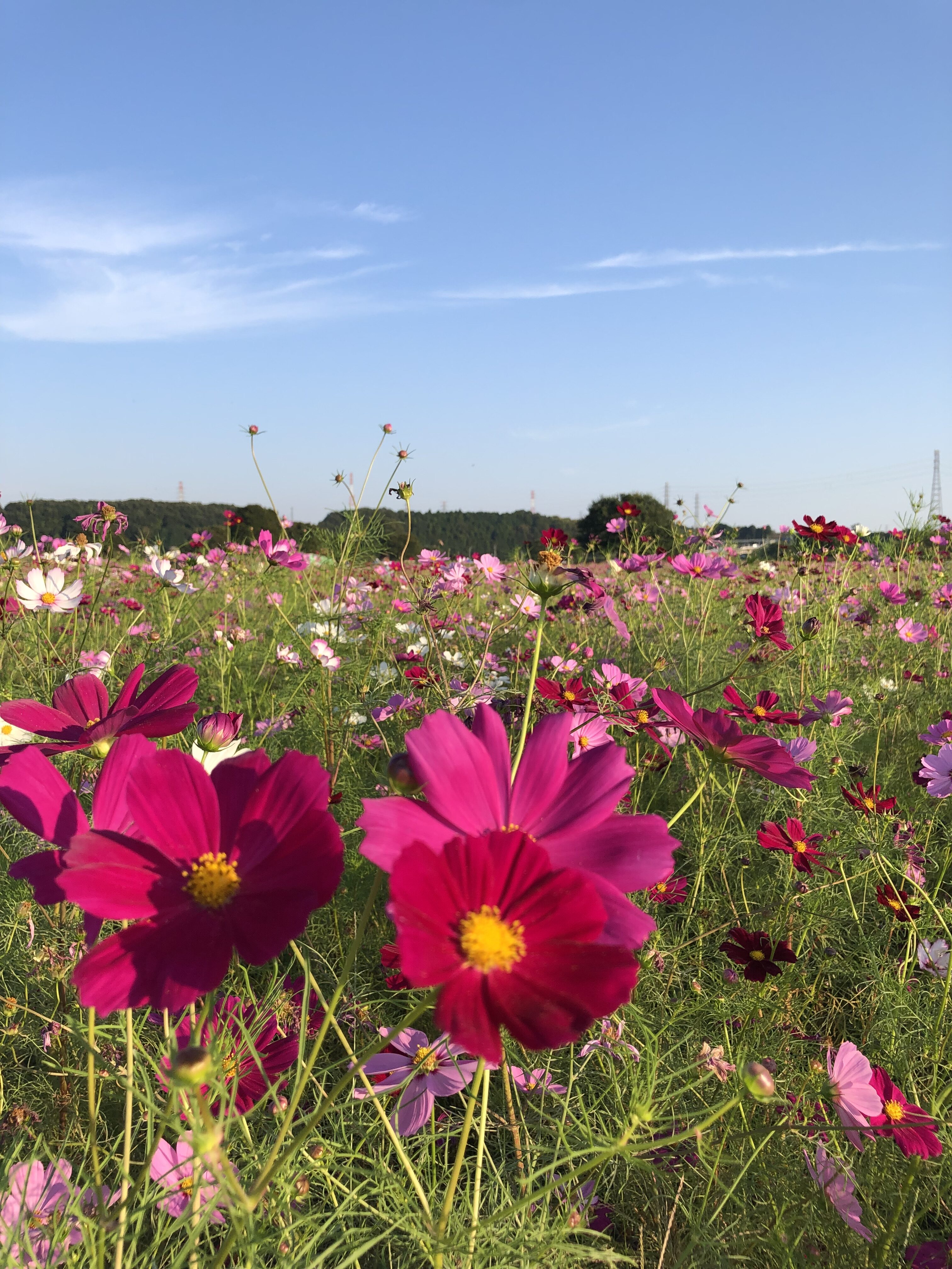 〜ホンネdeたげトーク〜「就活編マインドマップの書き方」